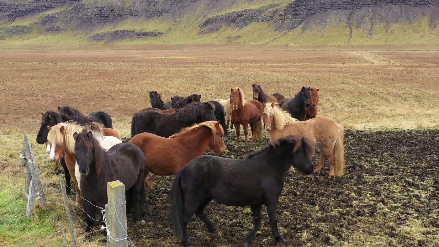 Un troupeau de chevaux islandais de toutes les robes, rassemblé près d’une clôture